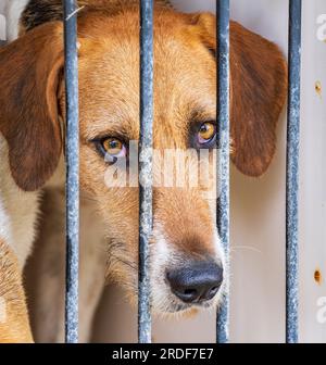 The Showground, Peterborough, Regno Unito – oltre ai Fox Hounds, il Festival of Hunting celebra Beagles, Harriers e Basset Hounds, rendendolo uno dei più grandi spettacoli di canili profumati al mondo Foto Stock