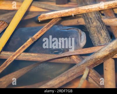 Carpa di pesce, testa circondata da canne. Foto Stock