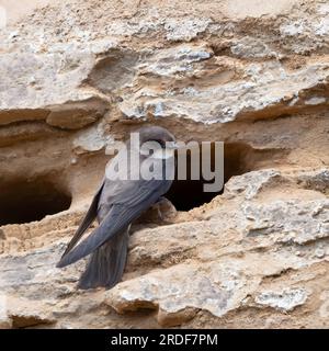 Sabbia martin su una roccia di fronte all'ingresso del nido. Foto Stock