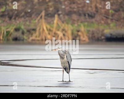 Airone grigio sull'acqua ghiacciata, neve ovunque. Foto Stock