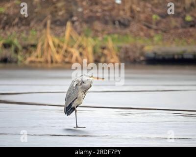 Airone grigio sull'acqua ghiacciata, neve ovunque. Foto Stock