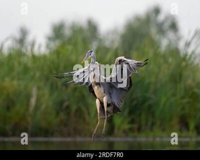 L'airone grigio prende il volo su uno sfondo di piante verdi. Foto Stock