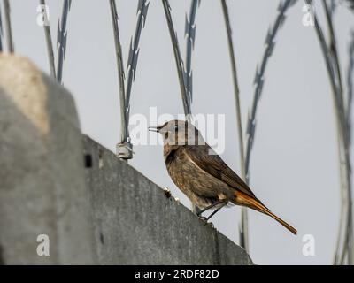 Rosso rosso nero seduto sul filo del rasoio contro il cielo. Foto Stock