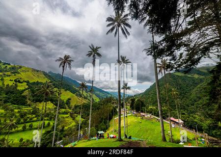 Palme di cera le palme più grandi del mondo, la valle di Cocora, il paesaggio culturale del caffè, sito dell'UNESCO, il Salento, la Colombia Foto Stock