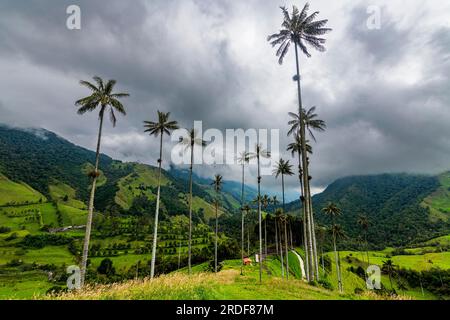 Palme di cera le palme più grandi del mondo, la valle di Cocora, il paesaggio culturale del caffè, sito dell'UNESCO, il Salento, la Colombia Foto Stock