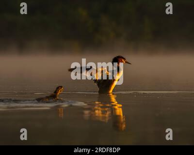 Il grande Crested Grebe si sta preparando per il volo. Foto Stock