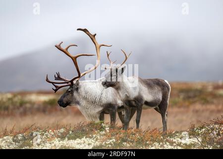Renne selvatiche di montagna (Rangifer tarandus tarandus), renne, in autunno tundra, Parco Nazionale Forollhogna, Norvegia Foto Stock