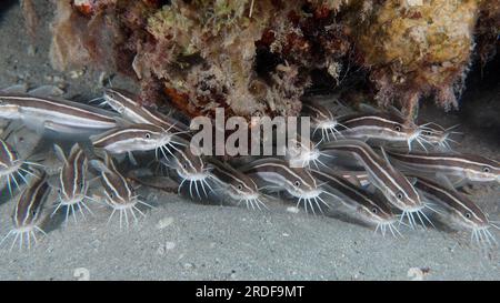 Gruppo, branca di pesci gatto a strisce (Plotosus lineatus), giovani. Sito di immersione House Reef, Mangrove Bay, El Quesir, Mar Rosso, Egitto Foto Stock