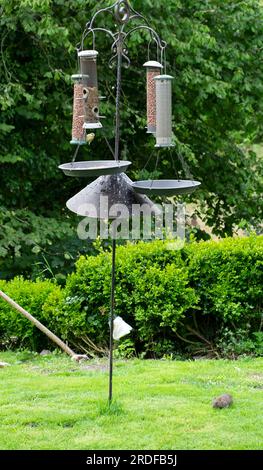 Vista verticale di ratti grassi obesi che mangiano cibo per uccelli, grano caduto sul prato erboso dall'alimentatore per uccelli con semi di noci nel giardino UK KATHY DEWITT Foto Stock