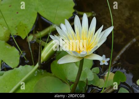 Vista ad alto angolo di un fiore di ninfee profumato (Nymphaea Odorata) fiorito in un piccolo laghetto nel giardino di casa Foto Stock