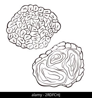 Fungo al tartufo in stile art-style. Disegnare il disegno a fungo. Illustrazione vettoriale isolata su sfondo bianco. Icone per menu, etichetta, prodotto Illustrazione Vettoriale