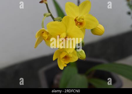 Vista ravvicinata di un fiore di orchidea macinato di colore giallo (Spathoglottis Kimballiana), i fiori di orchidea fioriti come un grappolo su una pentola nel giardino di casa Foto Stock