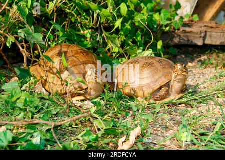 Eastern Box Turtles (Terrapene carolina carolina) Foto Stock