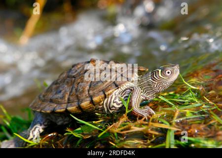 Tartaruga cartografica del Mississippi (Graptemys pseudogeographica kohnii) Foto Stock