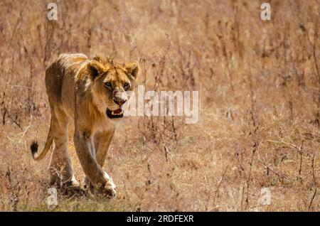 FOTOGRAFIA DI UN LEONE PRESA DA UN INCROCIATORE TOYOTA LAND NELLA ZONA DI CONSERVAZIONE DI NGORONGORO IN TANZANIA NELL'AGOSTO 2022 Foto Stock