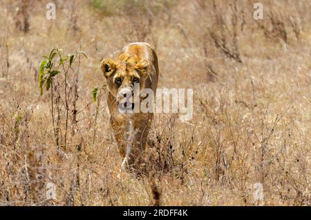 FOTOGRAFIA DI UN LEONE PRESA DA UN INCROCIATORE TOYOTA LAND NELLA ZONA DI CONSERVAZIONE DI NGORONGORO IN TANZANIA NELL'AGOSTO 2022 Foto Stock