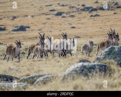 FOTOGRAFIA DELLA CAPRA IBERICA IBEX IN CALORE NELLA SIERRA DE GREDOS, SCATTATA NEL NOVEMBRE 2022 Foto Stock