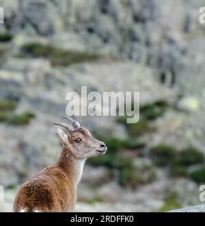 FOTOGRAFIA DELLA CAPRA IBERICA IBEX IN CALORE NELLA SIERRA DE GREDOS, SCATTATA NEL NOVEMBRE 2022 Foto Stock