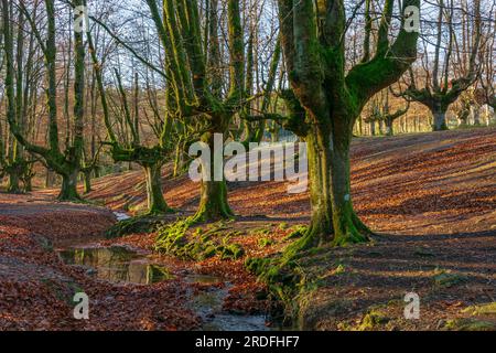 FOTOGRAFIA DELL'HAYEDO DE OTZARRETA, SCATTATA CON L'USO DI FILTRI E LUNGA ESPOSIZIONE NEL GENNAIO 2023 Foto Stock