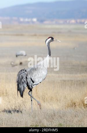 FOTO DI UNA GRU COMUNE NELLA LAGUNA GALLOCANTA DI TERUEL, DURANTE LA SUA MIGRAZIONE NEI PAESI NORDICI, SCATTATA NEL FEBBRAIO 2023 DA UN NASCONDIGLIO Foto Stock