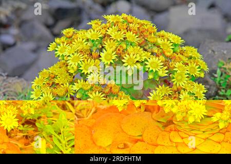 Primo piano della pianta a foglie spesse (Eonium), lato nord, isola di Madeira Foto Stock