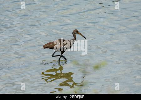 Un Limpkin, Aramus guarauna, che si tuffa nella laguna nel Crooked Tree Wildlife Sanctuary in Belize. Foto Stock