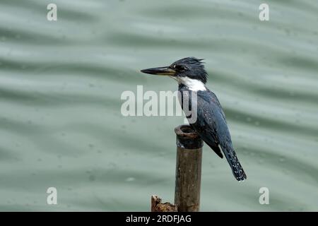 Una femmina Kingfisher dagli anelli, Megaceryle torquata, arroccata su un tubo metallico nel Crooked Tree Wildlife Sanctuary in Belize. Foto Stock