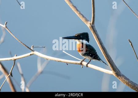 Un maschio Green Kingfisher, Chloroceryle americana, arroccato sul New River in Belize. Foto Stock