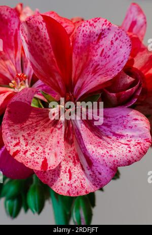 Fotografia di un fiore rosa scattata a Orduña (Bizkaia) nell'aprile 2023 Foto Stock