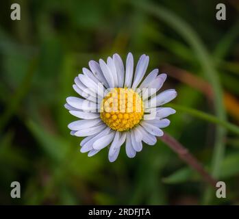 Fotografia di fiori con tecniche di approssimazione a la Arboleda (Bizkaia, Spagna), scattata nel maggio 2023. Foto Stock