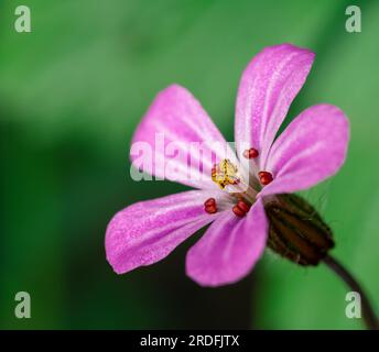 Fotografia di fiori con tecniche di approssimazione a la Arboleda (Bizkaia, Spagna), scattata nel maggio 2023. Foto Stock