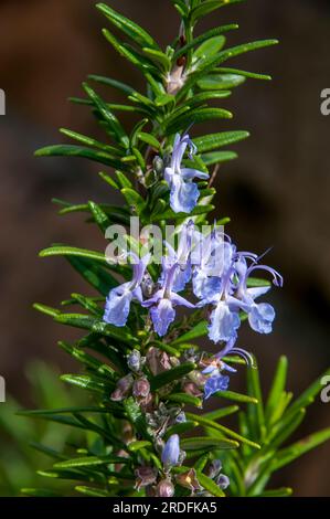 Sydney Australia, fiori viola di salvia rosmarinus, noto anche come rosmarino Foto Stock