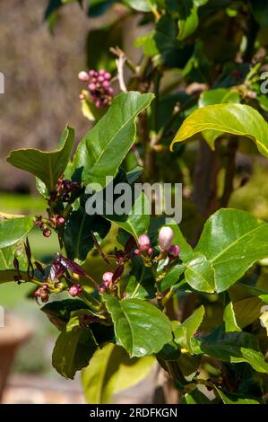 Sydney Australia, gemme di limone agrumato al sole Foto Stock