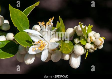 Sydney Australia, fiori bianchi di agrumi X aurantium o chinotto Foto Stock