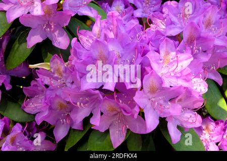 Rhododendron "Catawbiense Grandiflorum" (ibrido Rhododendron) Foto Stock