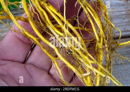 Ortica pungente, radice (Urtica dioica), radici Foto Stock