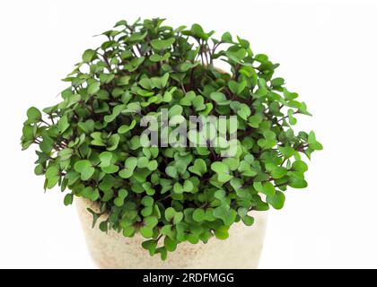 Primo piano in microgreen cavolo su sfondo bianco. Cavolo rosso, germogli freschi e foglie giovani vista frontale su bianco. Verdura e microverde. home g Foto Stock