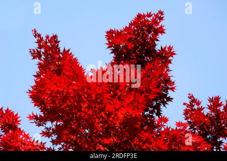 Acero Amur (Acer ginnala) Foto Stock