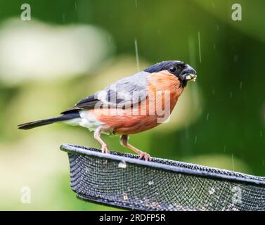 Un Bullfinch maschio, Pyrrhula pyrrrhula, a Leighton Moss, Silverdale, Lancashire, REGNO UNITO. Foto Stock
