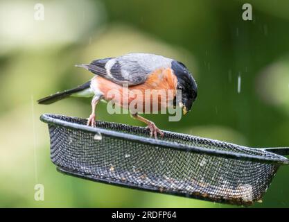 Un Bullfinch maschio, Pyrrhula pyrrrhula, a Leighton Moss, Silverdale, Lancashire, REGNO UNITO. Foto Stock