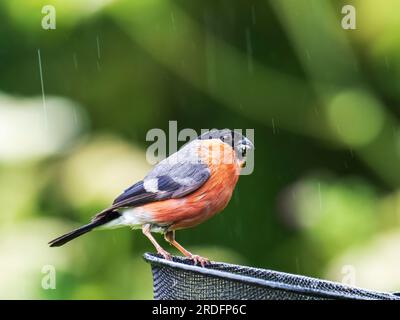 Un Bullfinch maschio, Pyrrhula pyrrrhula, a Leighton Moss, Silverdale, Lancashire, REGNO UNITO. Foto Stock