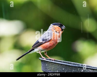Un Bullfinch maschio, Pyrrhula pyrrrhula, a Leighton Moss, Silverdale, Lancashire, REGNO UNITO. Foto Stock