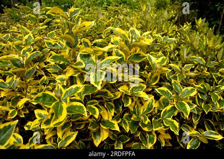 Salice d'olio "Gilt Edge" (Elaeagnus ebbingei), salice d'olio Foto Stock