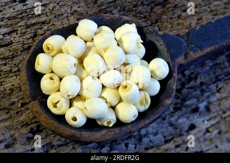 Fiore di loto indiano (loto), semi, fiore indiano (Nelumbo nucifera), loto, semi, semi di loto, TCM Foto Stock