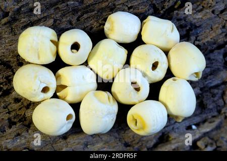 Fiore di loto indiano (loto), semi, fiore indiano (Nelumbo nucifera), loto, semi, semi di loto, TCM Foto Stock