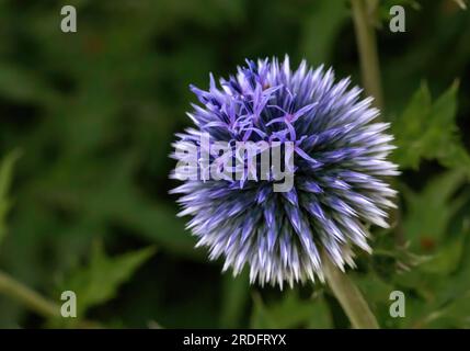 Carino globo alto fiorito viola, echinops exaultatus che cresce in un giardino urbano estivo serale a St. Paul, Minnesota USA. Foto Stock