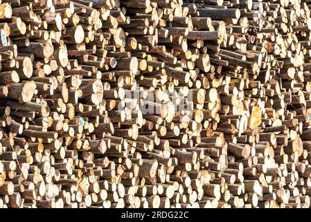 pezzi di legno dopo il taglio in una foresta Foto Stock