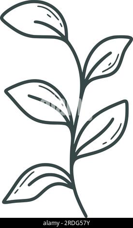 Rustico ramoscello a foglia disegnato a mano. Diramazione con stile di schizzo del doodle foglie. Semplice linea di inchiostro Herb, illustrazione vettoriale isolata Illustrazione Vettoriale