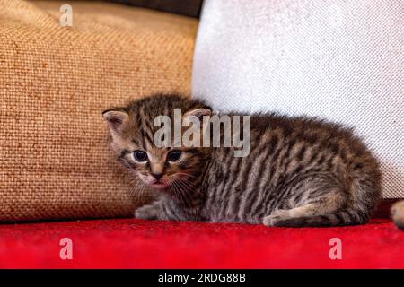 Piccoli gattini, meno di un mese. Foto Stock