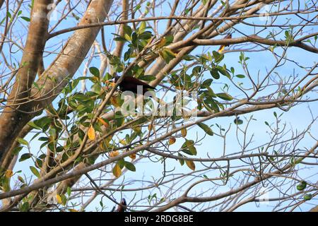 Montezuma Orospendola in Costa Rica in America Centrale Foto Stock